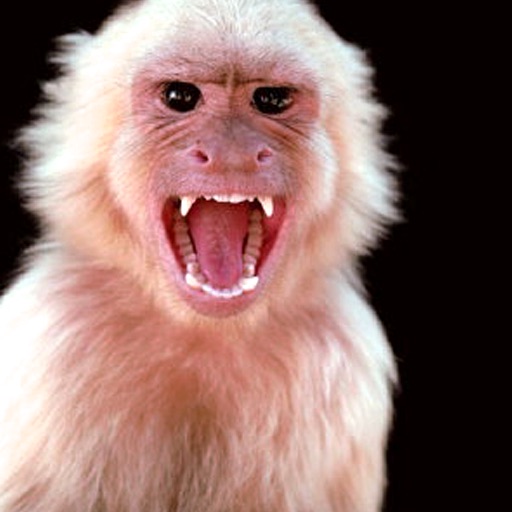 Angry Monkey icon