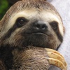 Sloth Wallpaper - Get a Great Sloth Background for iPhone