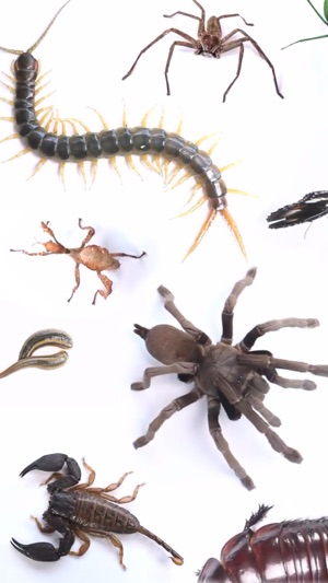 Real Creepy Crawlies Lite(圖1)-速報App