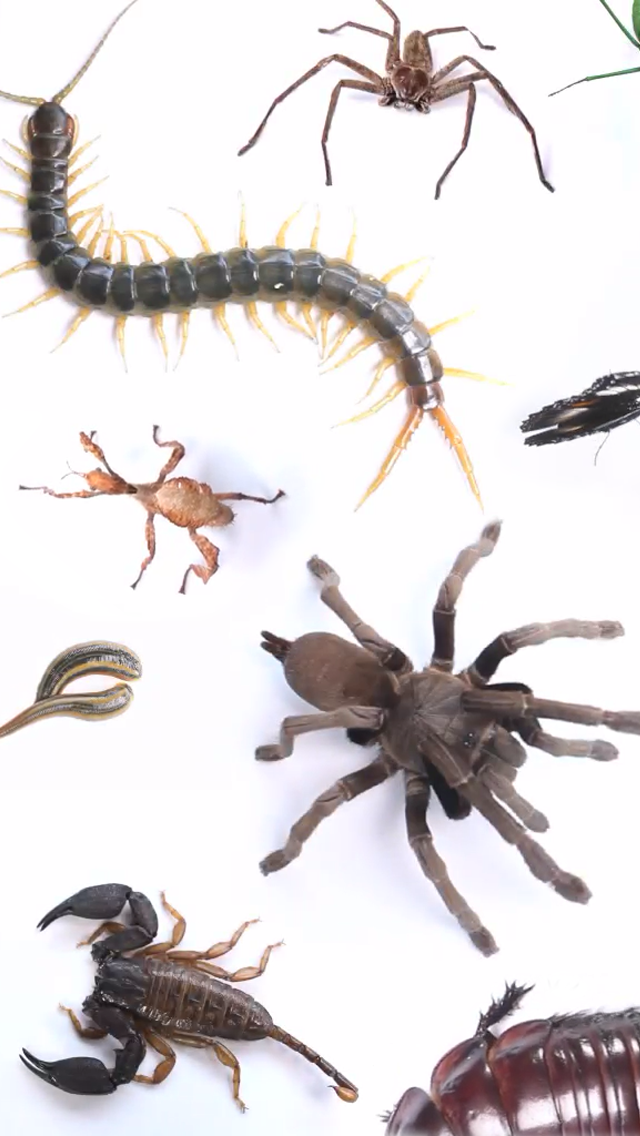 How to cancel & delete Real Creepy Crawlies Lite from iphone & ipad 1