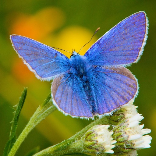 Butterflies of Britain & Ireland icon
