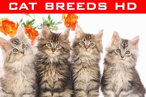 Cat Breeds Wallpapers HD+ screenshot 4