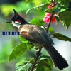 Bulbul