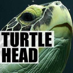 TurtleHead