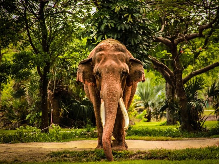 Animals and Sounds screenshot-4