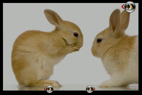 rabbits wonderful screenshot 4