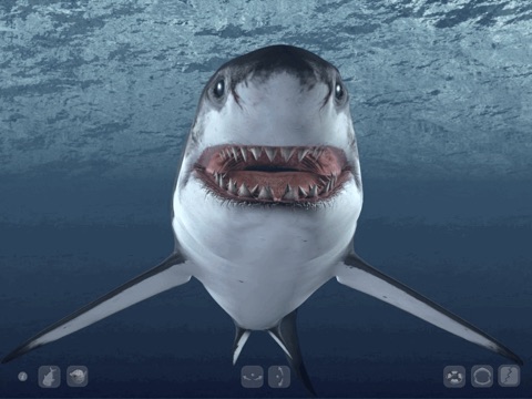 Talking Great White HD - for iPad screenshot 3