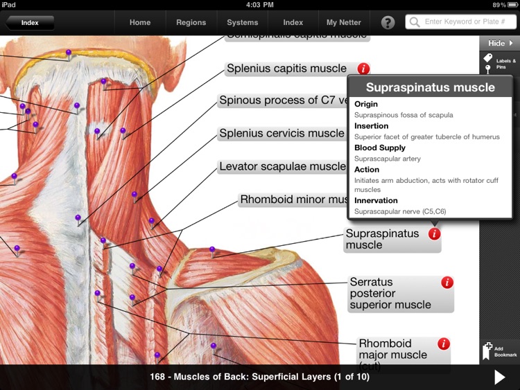 Netter’s Anatomy Atlas Free screenshot-4