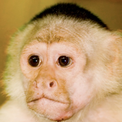 Monkey Sounds icon