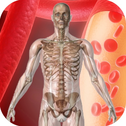 3D Visual Muscle and Skeletal Anatomy