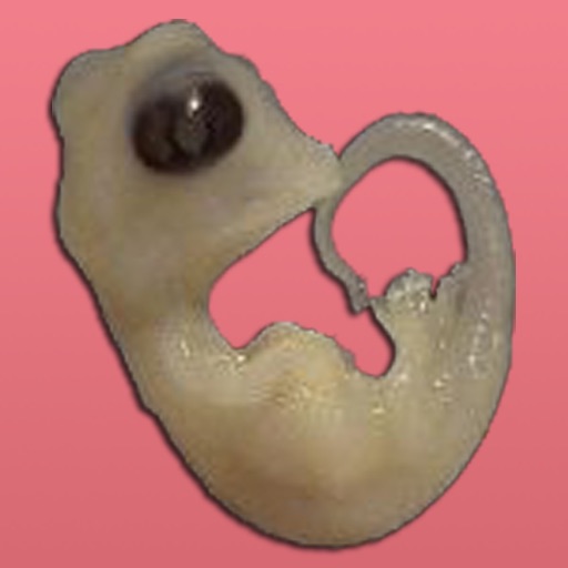 Embryology icon