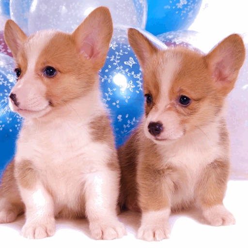 Welsh Corgi Wallpapers HD for iPad