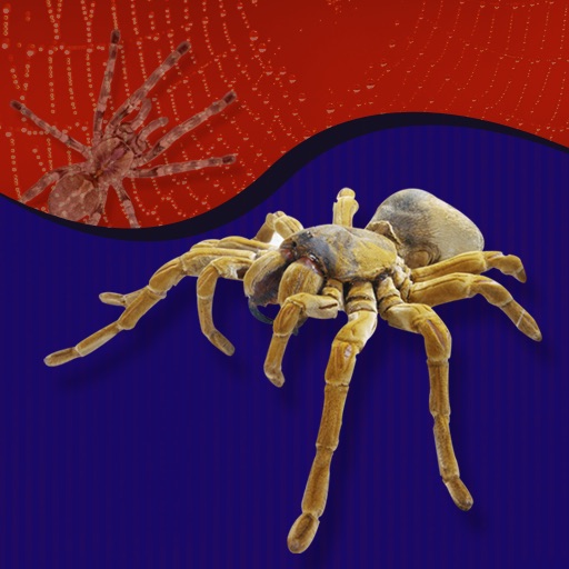 Spider Glossary icon