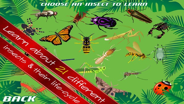 Insects Slice And Learn - Free(圖5)-速報App