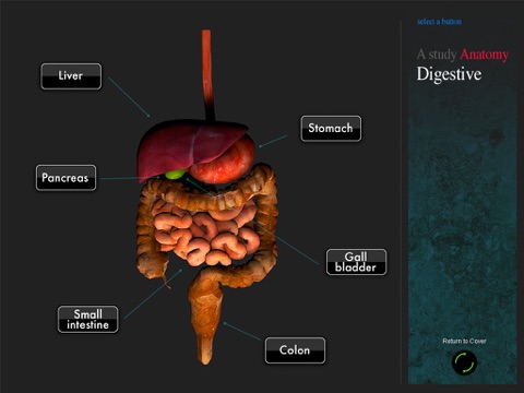 Anatomy Digestive 3D Organs screenshot 2