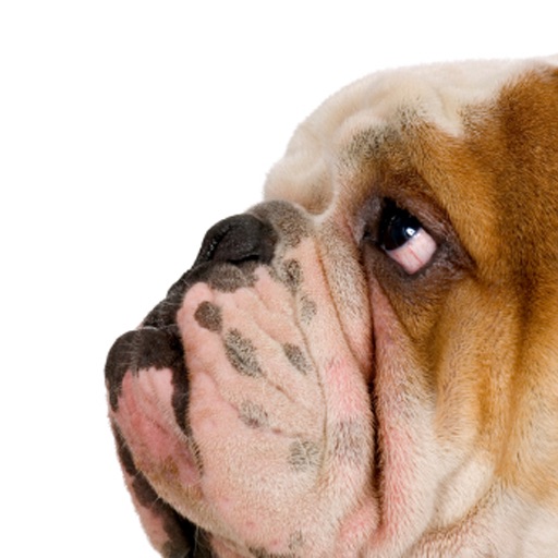 Bullies - English Bulldog Fun iOS App