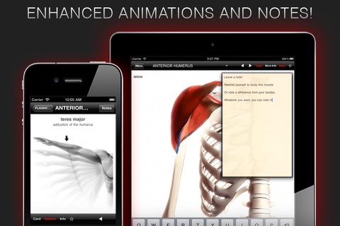 Anatomy In Motion - Complete - Muscle System Flashcards for iPhone and iPad screenshot 4