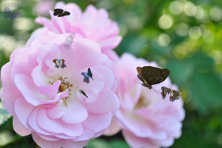 Butterfly Fingers! with Augmented Reality FREE