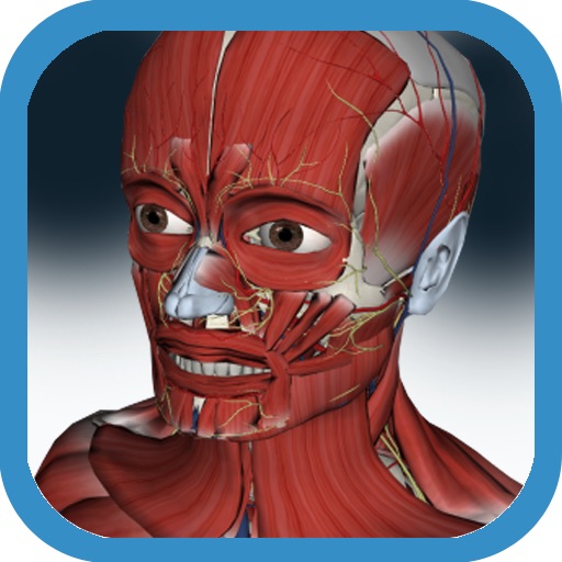 3D Anatomy Muscle and Bone icon