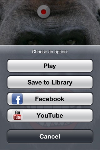 A Talking  Angry Gorilla for iPhone screenshot 4