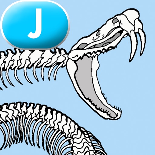 Animal Skeletons - LAZ Reader [Level J–first grade] icon