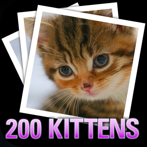 200 Kitten Wallpaper Photos Color and Black & White icon