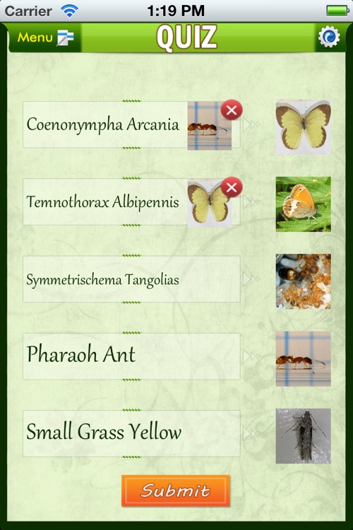 Insects Catalog