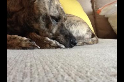 PictureFeeder (Twitter Image Viewer) screenshot-3