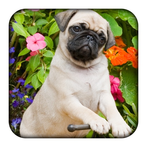 Dog World Slider Puzzle icon