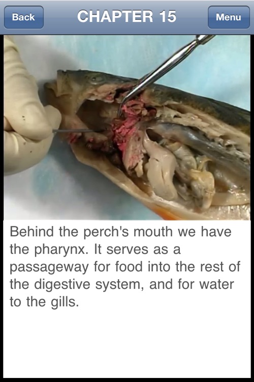 Fish Dissection screenshot-3