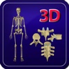 3D Medical Human Skeleton & Vertebrae HD