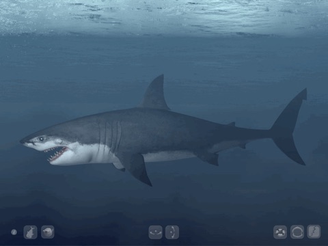 Talking Great White HD - for iPad screenshot 4