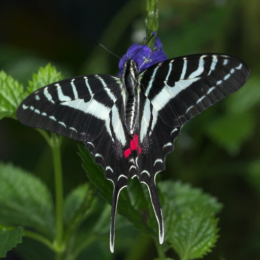 Rick's Flying Flowers - Wallpaper from Photographer Rick Sammon iOS App