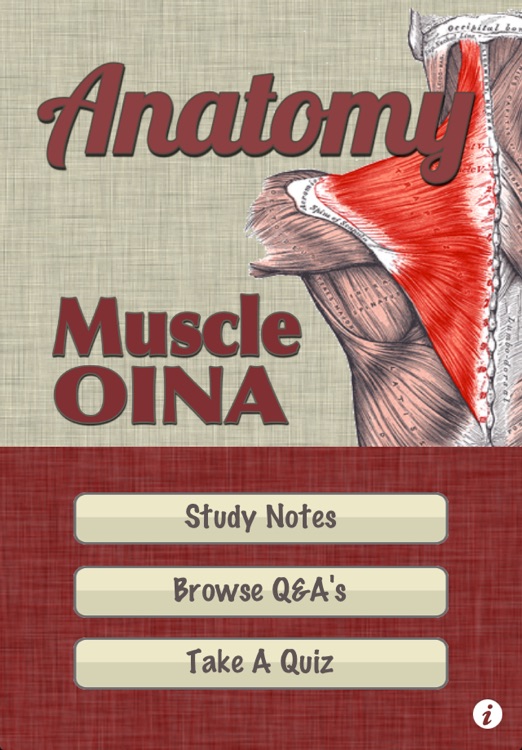 Anatomy - Muscle OINA