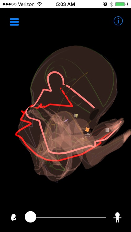 Acupuncture Meridians from Thalamic Neuron Theory