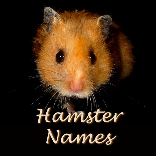 Hamster Names: Pet Baby Names for your Hamster