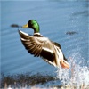 Duck Hunting Calls and Tips