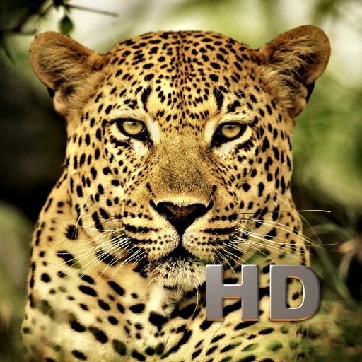 Animal Kingdom HD icon