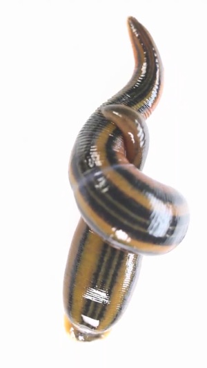 Real Creepy Crawlies Lite(圖2)-速報App