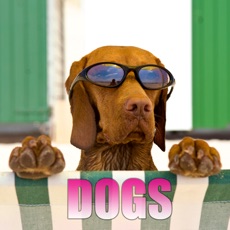 Activities of Dogs Puzzle HD