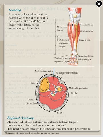 Anatomical Illustration of Acupuncture Points screenshot 2