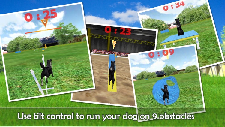 Dog Agility 3D