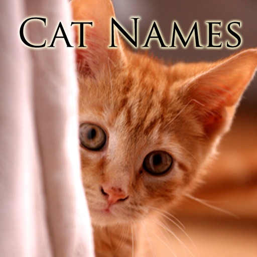 Cat Names: Cute Kitten Names for your Pet Cat