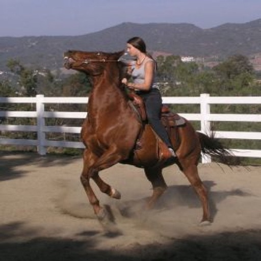 Horse Training Updates