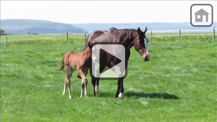 100 Things: Horses – Video & Picture Book for Toddlers