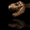 This list of dinosaurs is a comprehensive listing of all genera that have ever been included in the superorder Dinosauria, excluding class Aves (birds, both living and those known only from fossils) and purely vernacular terms