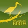 Brazilian Birds – Amazon Forest – PLANETA SUSTENTÁVEL