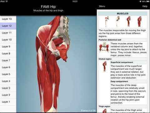 Functional Anatomy for Movement and Injuries: Hip screenshot 4