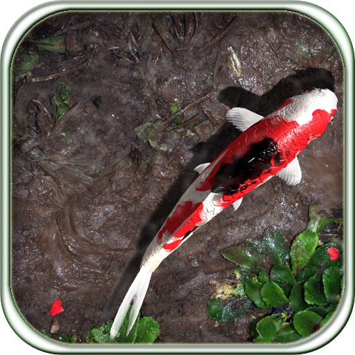 Image result for Pocket Pond HD app"