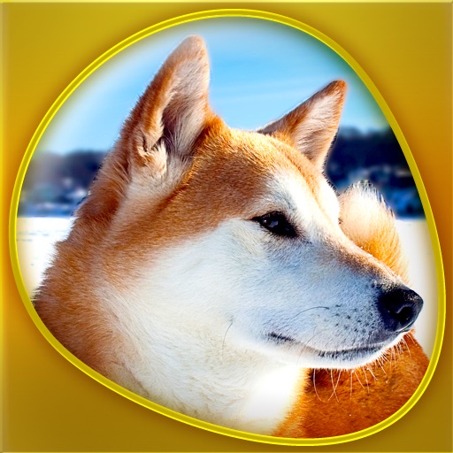 Dogs 360 Gold icon